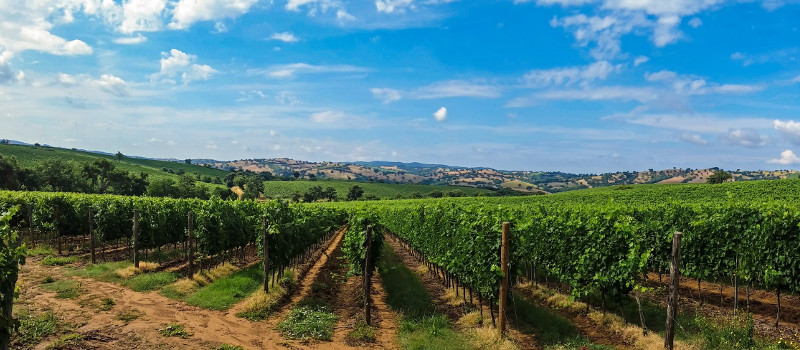 Plantation de piquets et palissage